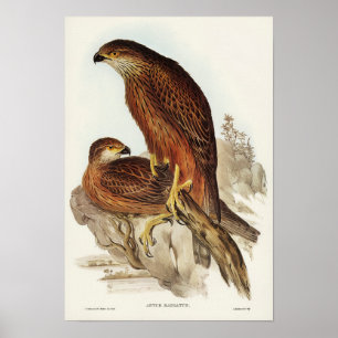 Poster Radié Goshawk par Elizabeth Gould