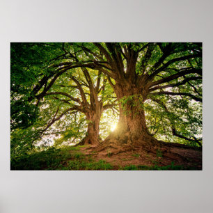 Poster Rafraîchir Nature Arbre Soleil Lumière Whimsical P