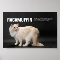 Ragamuffin race de chat