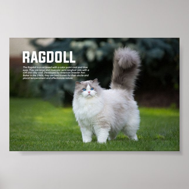Poster Ragdoll race de chats (Devant)