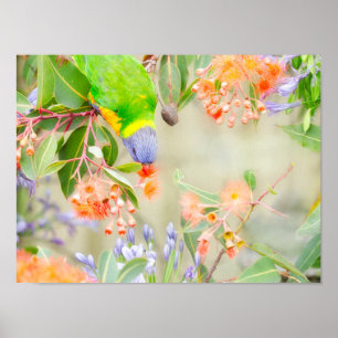 Poster Rainbow Lorikeet