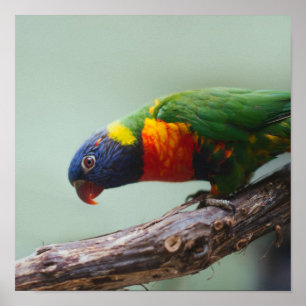 Poster Rainbow Lorikeet