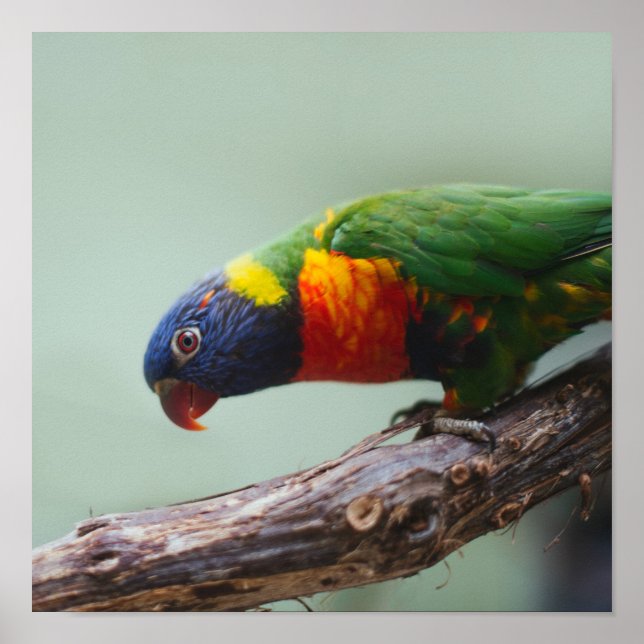 Poster Rainbow Lorikeet (Devant)