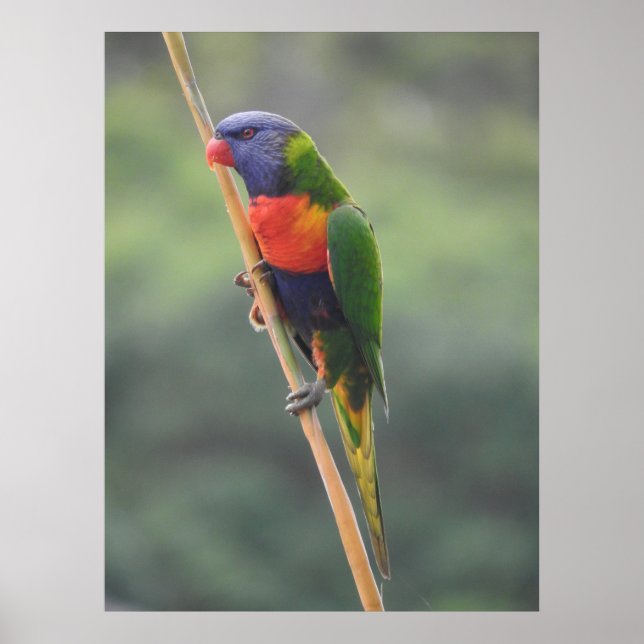 Poster Rainbow Lorikeet (Devant)