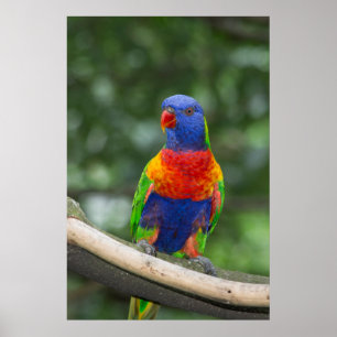Poster Rainbow Lorikeet Portrait