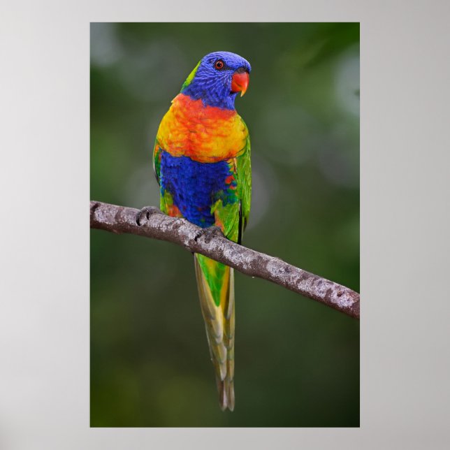 Poster Rainbow Lorikeet Trichoglossus Haematodus Parrot (Devant)