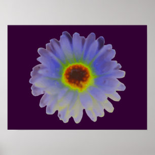 Poster Rainbow Marigold