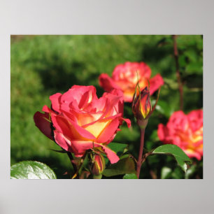 Poster Rainbow Sorbet Floribunda Rose 140