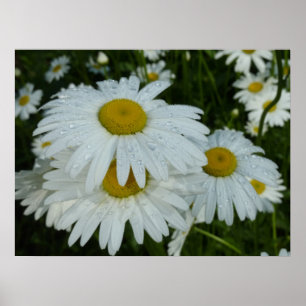 Poster Raindrops sur Daisies Floral Fleur sauvage