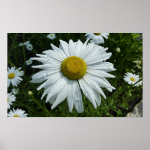 Poster Raindrops sur Daisy II Floral Fleur sauvage