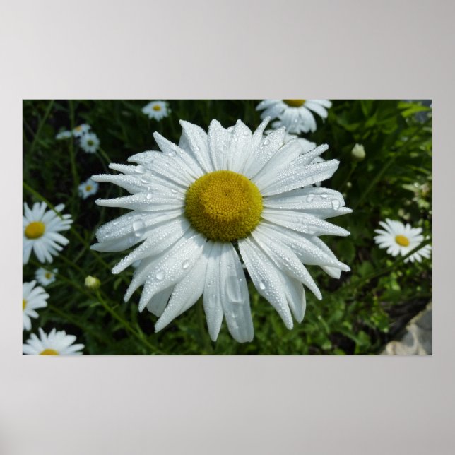 Poster Raindrops sur Daisy II Floral Fleur sauvage (Devant)