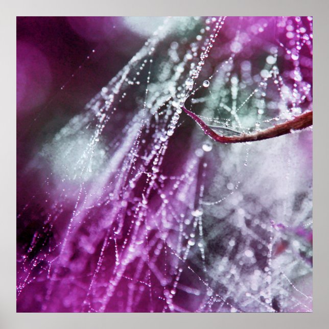 Poster Raindrops sur Purple Cobweb Macro Abstrait (Devant)