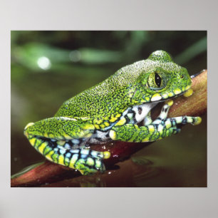 Poster Rainette à gros yeux, Leptopelis vermiculatus,