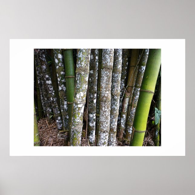Poster Rainforest Bamboo Au Costa Rica (Devant)