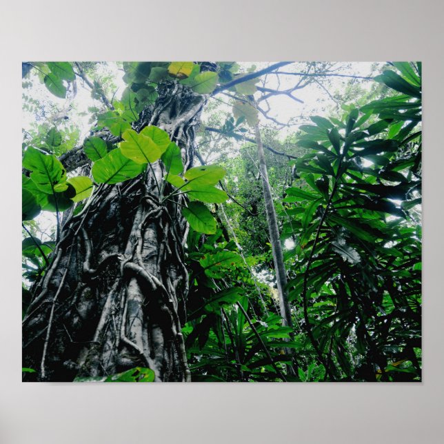 Poster Rainforest in Paradise Print (Devant)