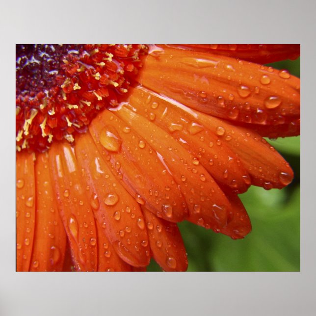 Poster Rainy Daisy (Devant)