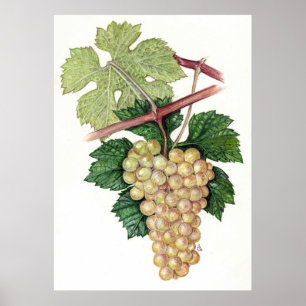 Poster Raisin blanc — Sue Abonyi