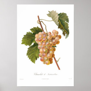 Poster Raisin, Chasselat De Fontainebleau
