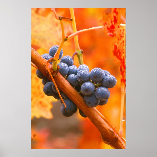 Poster Raisin Ripe En Vignoble (Devant)