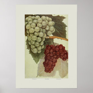 Poster Raisins