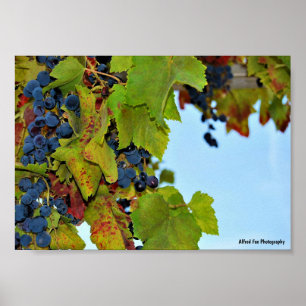 Poster Raisins Bleu Ciel