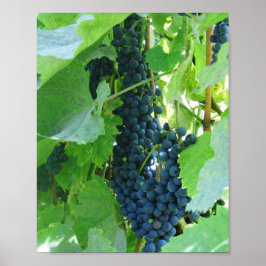 Poster Raisins bleus