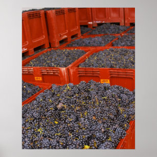 Poster Raisins de Gamay fraîchement cueillis lors de la r