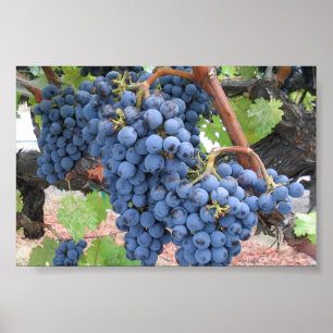 Poster Raisins de Napa Valley