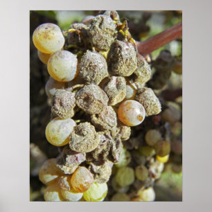 Poster Raisins de Sémillon avec pourriture noble. au mome