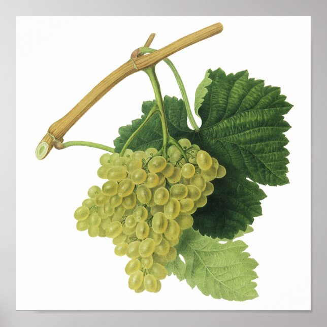 Poster Raisins de vin blanc sur la vigne, nourriture et f (Devant)