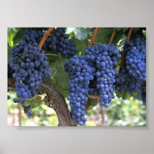 Poster Raisins prêts pour la récolte