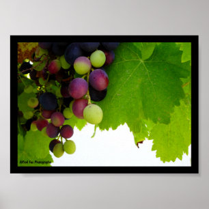 Poster Raisins sur la vigne