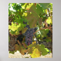 Poster - Raisins sur la vigne