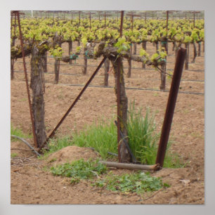 Poster Raisins sur la vigne - photographie