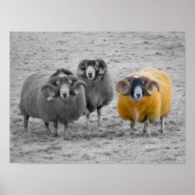 Poster RAM écossaises (Devant)