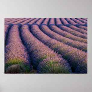 Poster Rangées de lavande en Provence