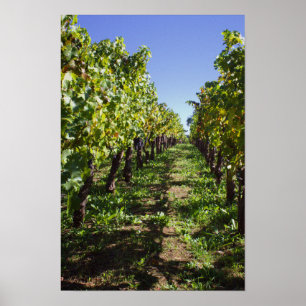 Poster Rangées de vignes à Mondavi - Napa Valley