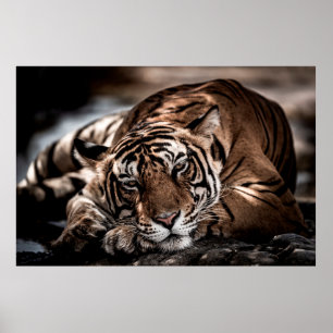 Poster ranthambore tigre mâle sauvage Image d'art