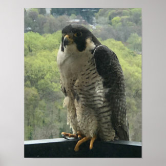 Poster rapace