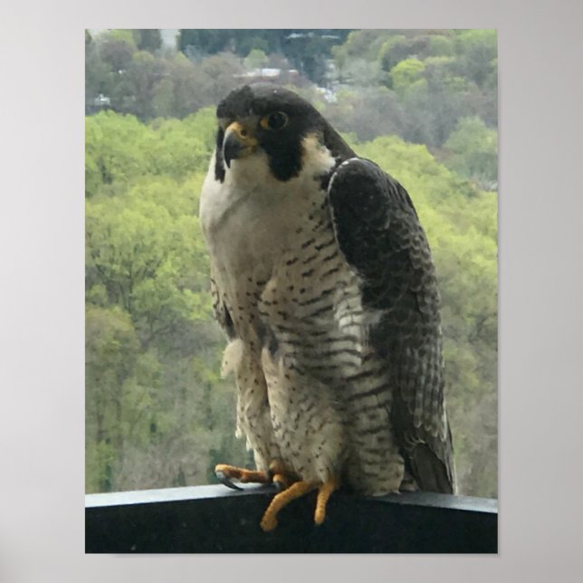 Poster rapace (Devant)