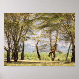 Poster Raptor en vol au-dessus des arbres d'acacia