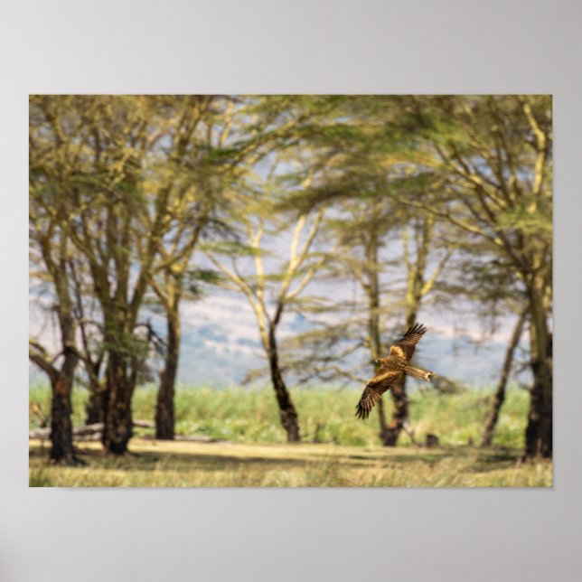 Poster Raptor en vol au-dessus des arbres d'acacia (Devant)