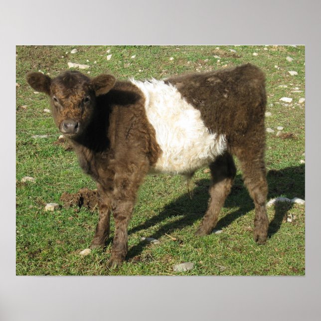Poster Rare Dun Ceinturé Galloway Calf (Devant)