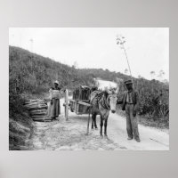 Rassemblement sisal, Nassau, Îles Bahama, c1900