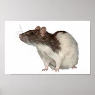 Poster Rat À Capuchon Agouti