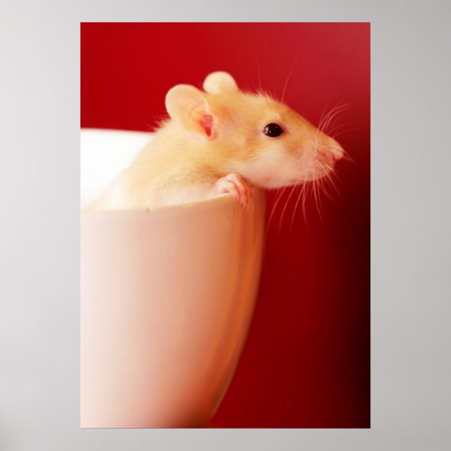 Poster Rat bébé (Devant)