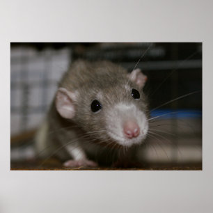 Poster Rat curieux