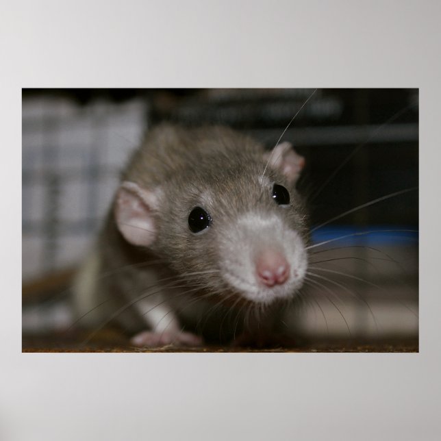 Poster Rat curieux (Devant)