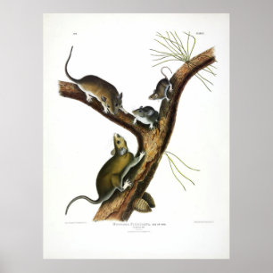 Poster Rat de Floride (Woodrat oriental) par Audubon