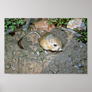 Poster Rat de Kangeroo